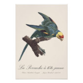 Perruche a Tete Jaune / Carolina parakeet Fotodruck (Vorne)