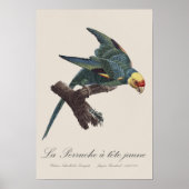 Perruche a Tete Jaune / Carolina parakeet Poster (Vorne)