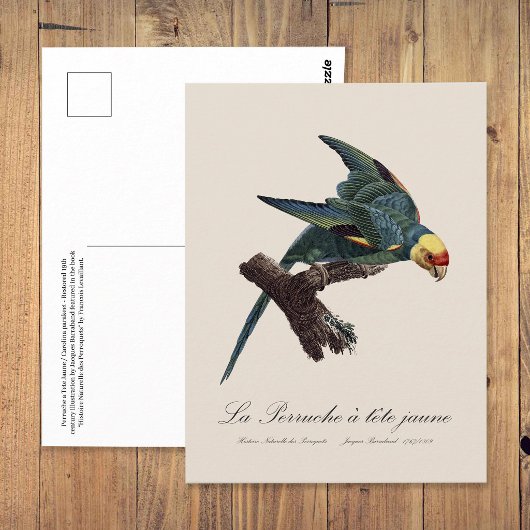 Perruche a Tete Jaune / Carolina parakeet Postkarte