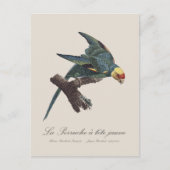 Perruche a Tete Jaune / Carolina parakeet Postkarte (Vorderseite)