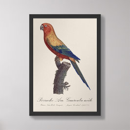 Perruche Ara, Guarouba / Sonnenparaket Fotodruck