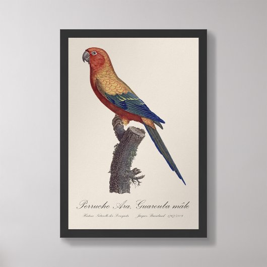 Perruche Ara, Guarouba / Sonnenparaket Fotodruck