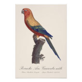 Perruche Ara, Guarouba / Sonnenparaket Fotodruck (Vorne)