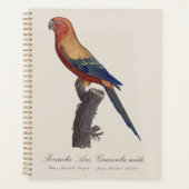 Perruche Ara, Guarouba / Sonnenparaket Planer (Vorderseite)