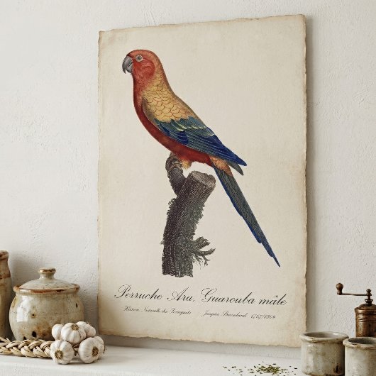 Perruche Ara, Guarouba / Sonnenparaket Poster