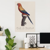 Perruche Ara, Guarouba / Sonnenparaket Poster (Heimbüro)