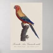 Perruche Ara, Guarouba / Sonnenparaket Poster (Vorne)