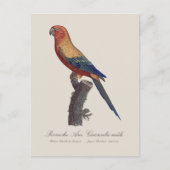 Perruche Ara, Guarouba / Sonnenparaket Postkarte (Vorderseite)