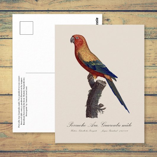 Perruche Ara, Guarouba / Sonnenparaket Postkarte