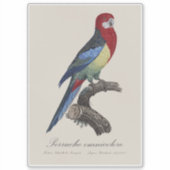 Perruche omnicolore / Eastern rosella Aufkleber (Vorderseite)