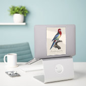 Perruche omnicolore / Eastern rosella Aufkleber (Laptop auf Schreibtisch)