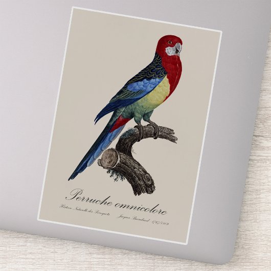 Perruche omnicolore / Eastern rosella Aufkleber