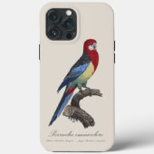 Perruche omnicolore / Eastern rosella Case-Mate iPhone Hülle (Rückseite)
