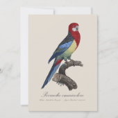 Perruche omnicolore / Eastern rosella Dankeskarte (Vorderseite)