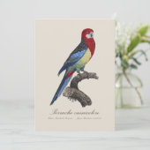 Perruche omnicolore / Eastern rosella Dankeskarte (Stehend Vorderseite)
