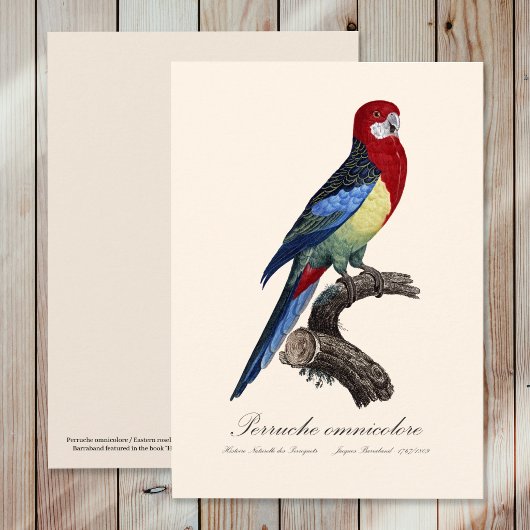 Perruche omnicolore / Eastern rosella Dankeskarte