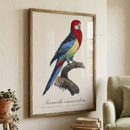 Perruche omnicolore / Eastern rosella Fotodruck