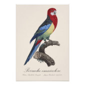 Perruche omnicolore / Eastern rosella Fotodruck (Vorne)