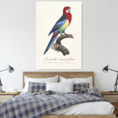 Perruche omnicolore / Eastern rosella Leinwanddruck (Insitu (Schlafzimmer))