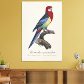 Perruche omnicolore / Eastern rosella Leinwanddruck (Insitu (Wohnzimmer))