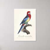 Perruche omnicolore / Eastern rosella Leinwanddruck (Vorderseite)