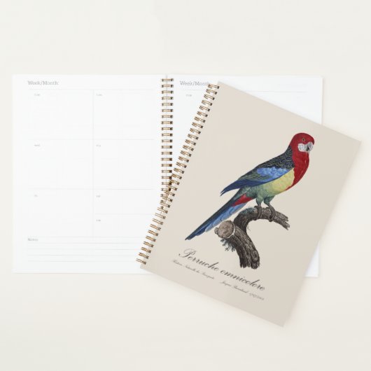 Perruche omnicolore / Eastern rosella Planer (Anzeige)