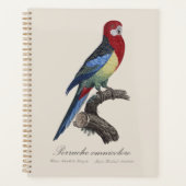 Perruche omnicolore / Eastern rosella Planer (Vorderseite)