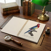 Perruche omnicolore / Eastern rosella Planer
