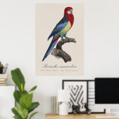 Perruche omnicolore / Eastern rosella Poster (Heimbüro)