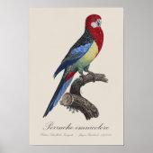 Perruche omnicolore / Eastern rosella Poster (Vorne)
