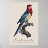 Perruche omnicolore / Eastern rosella Poster (Vorne)