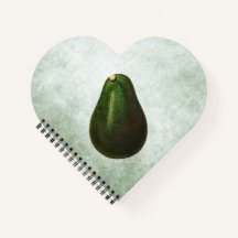 Persea Avocado Illustration