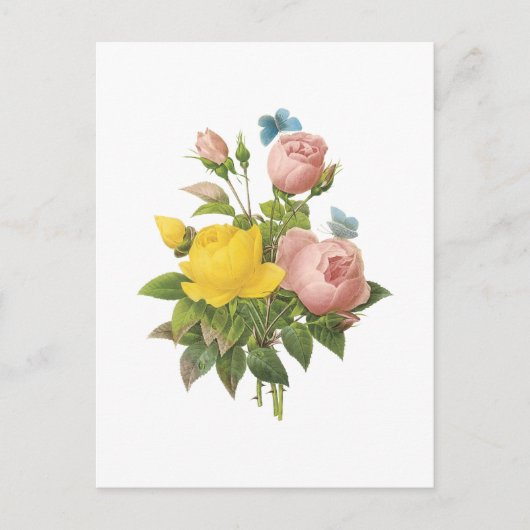 Persergelbe Rose, Tee-Rose von Redouté Postkarte (Vorderseite)