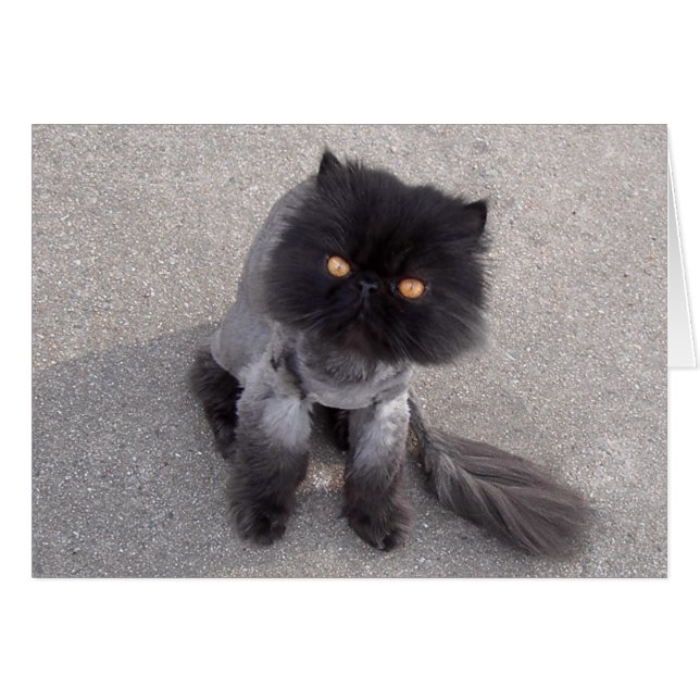 Perserkatze (Vorderseite (Horizontal))