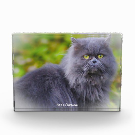 Perserkatze Fotoblock (Vorderseite)