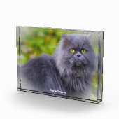 Perserkatze Fotoblock (Rechts)