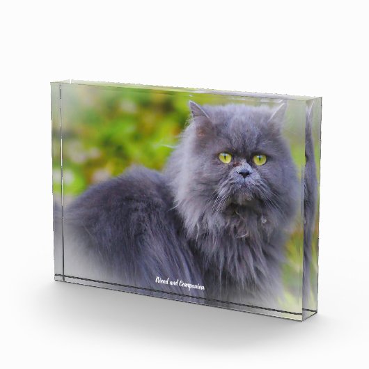 Perserkatze Fotoblock (Rechts)