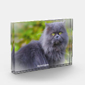 Perserkatze Fotoblock (Links)