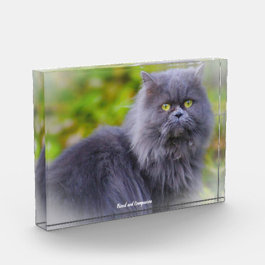 Perserkatze Fotoblock (Links)