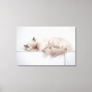 Perserkatze Leinwanddruck