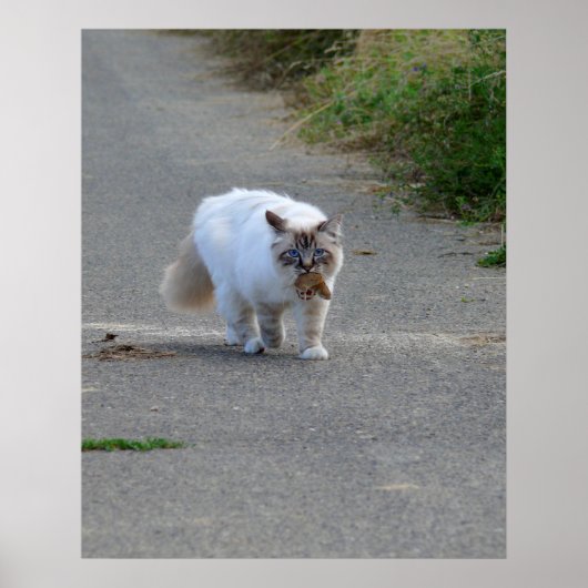Perserkatze mit Maus im Maul,auf Straße, Poster (Vorne)