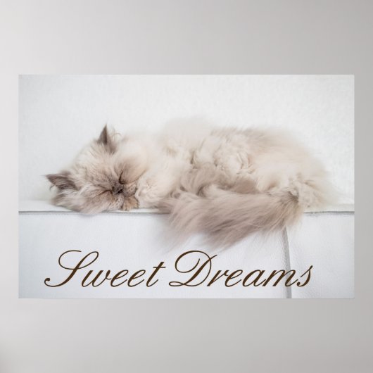 Perserkatze Poster (Vorne)