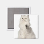 Perserkatze sitzend magnet (Vorderseite/Rückseite)