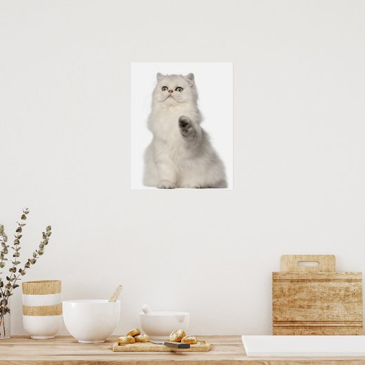 Perserkatze sitzend poster (Küche)