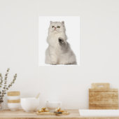 Perserkatze sitzend poster (Küche)