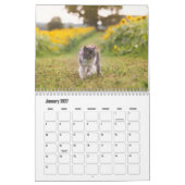 Persian Cat Calendar Kalender (Jan 2027)