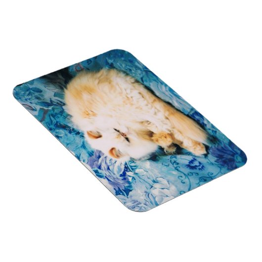 Persian Cat Foto Magnet (Rechte Seite)