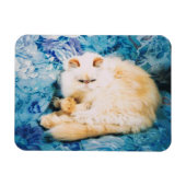 Persian Cat Foto Magnet (Horizontal)