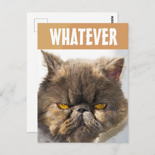 PERSIAN CAT FUNNY GRUMPY POSTCARD POSTKARTE (Vorne/Hinten)