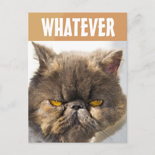 PERSIAN CAT FUNNY GRUMPY POSTCARD POSTKARTE (Vorderseite)